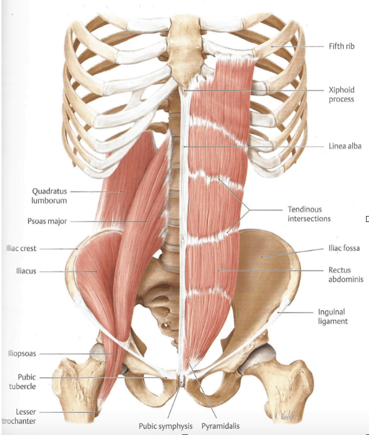 Lumbar Core Muscles 2025