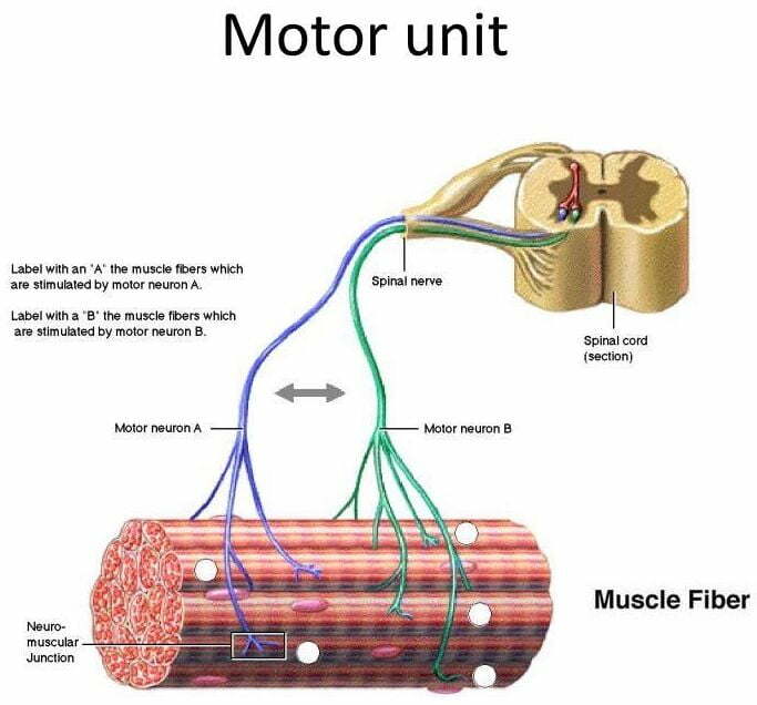 motor until and muscle fibre