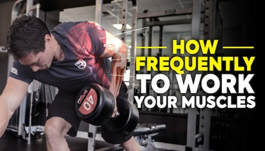 How often you should work each muscle